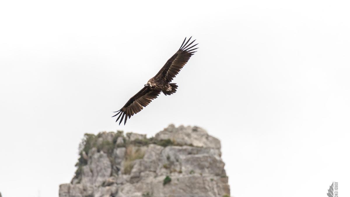 Un buitre negro sobrevuela la Serra de Tramuntana.