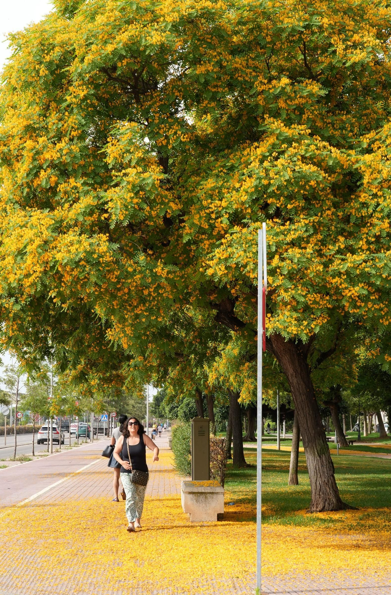 La floración tiñe las calles de Castelló