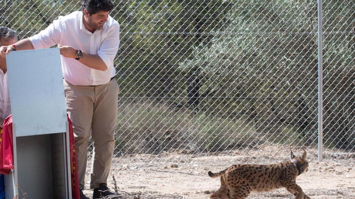 Fernando López Miras suelta a uno de los cuatro nuevos lices ibéricos que llegan hoy a la Región