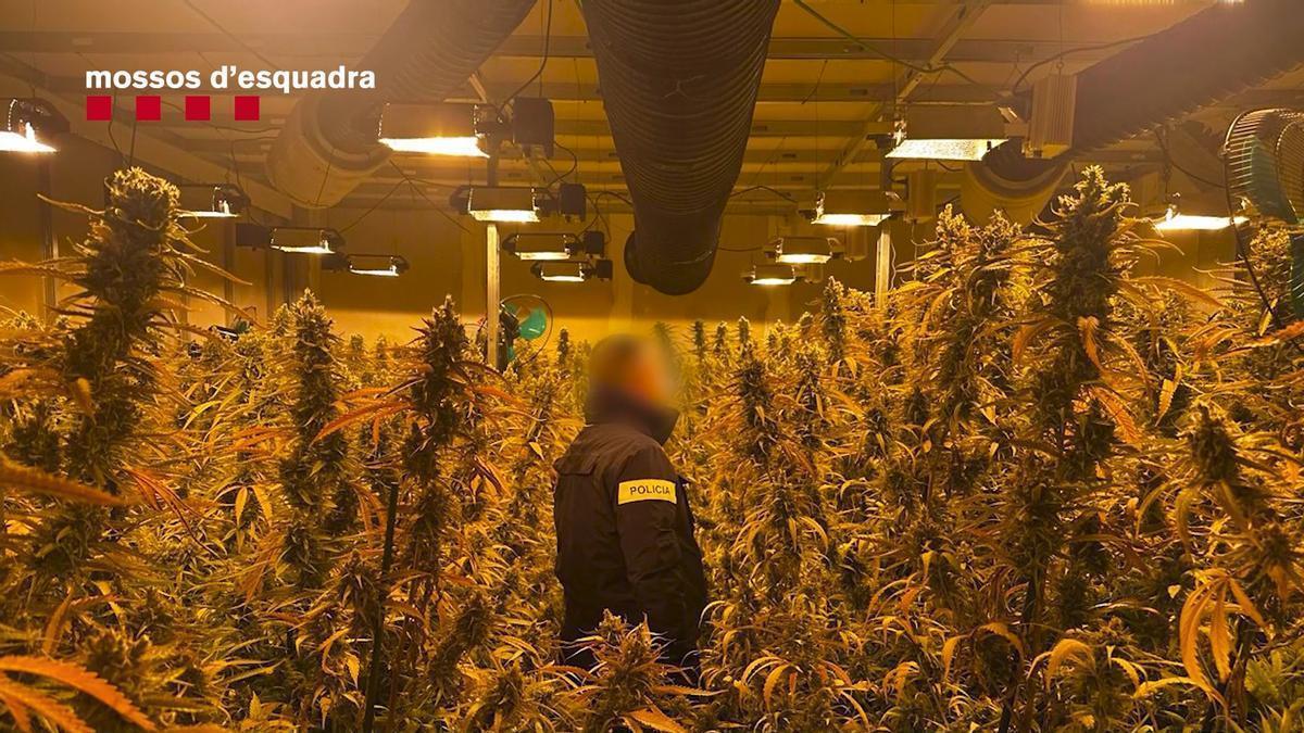 Els Mossos entren a una nau de Sallent on han desmantllat una plntació de marihuana