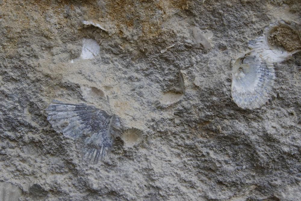 Los habitantes de la Mezquita Catedral del mioceno