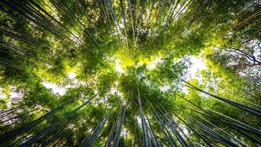 ¿Quién cuida el medio ambiente?