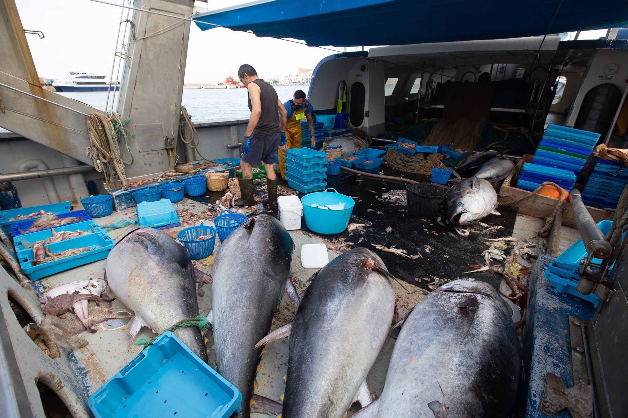 Un pescador de La Vila no sabe qué hacer con 8 atunes capturados por error en Ibiza