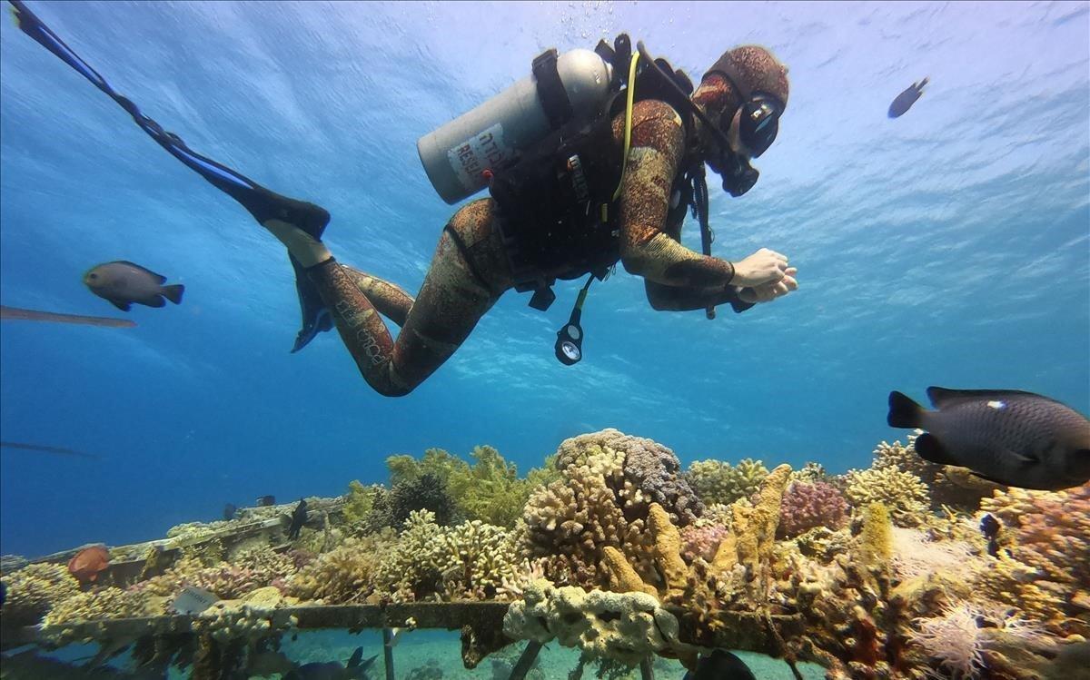 Un trabajador de la universidad de biología marina inspecciona corales que crecen en mesas en el Mar Rojo como parte de una investigación del Instituto Interuniversitario de Ciencias Marinas cerca de la ciudad de Eilat, Israel.