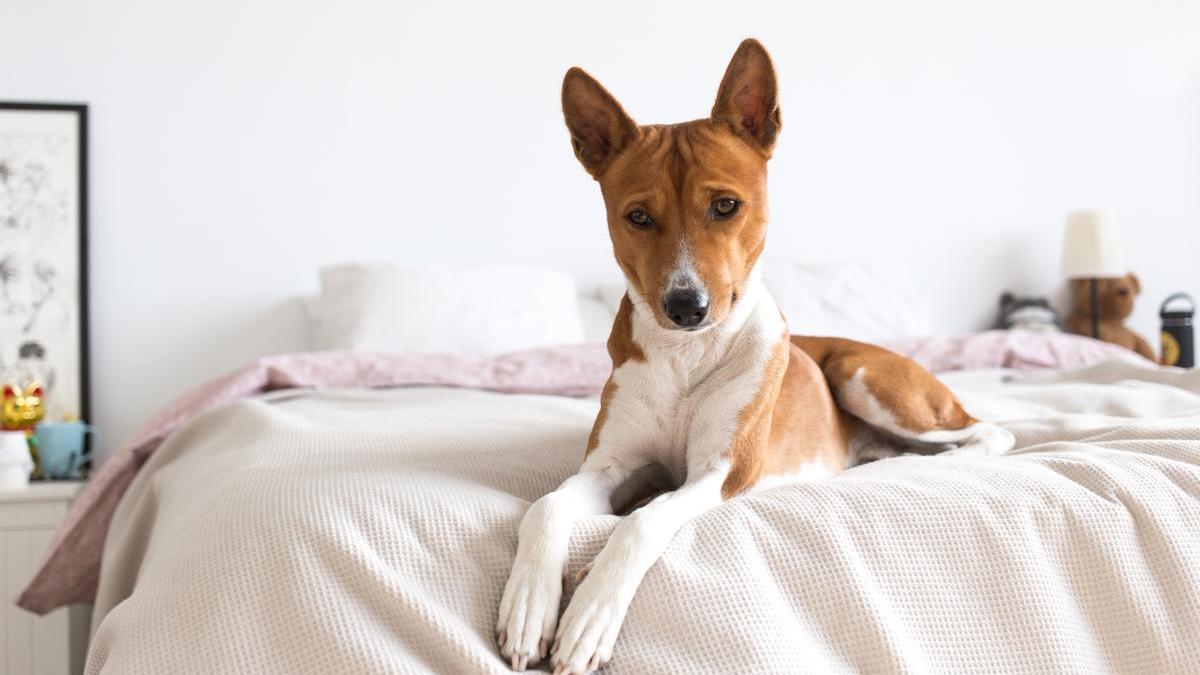 Privación Línea de metal Sociedad Camas para perros | Las tres camas más vendidas en Carrefour: son cómodas y  bonitas