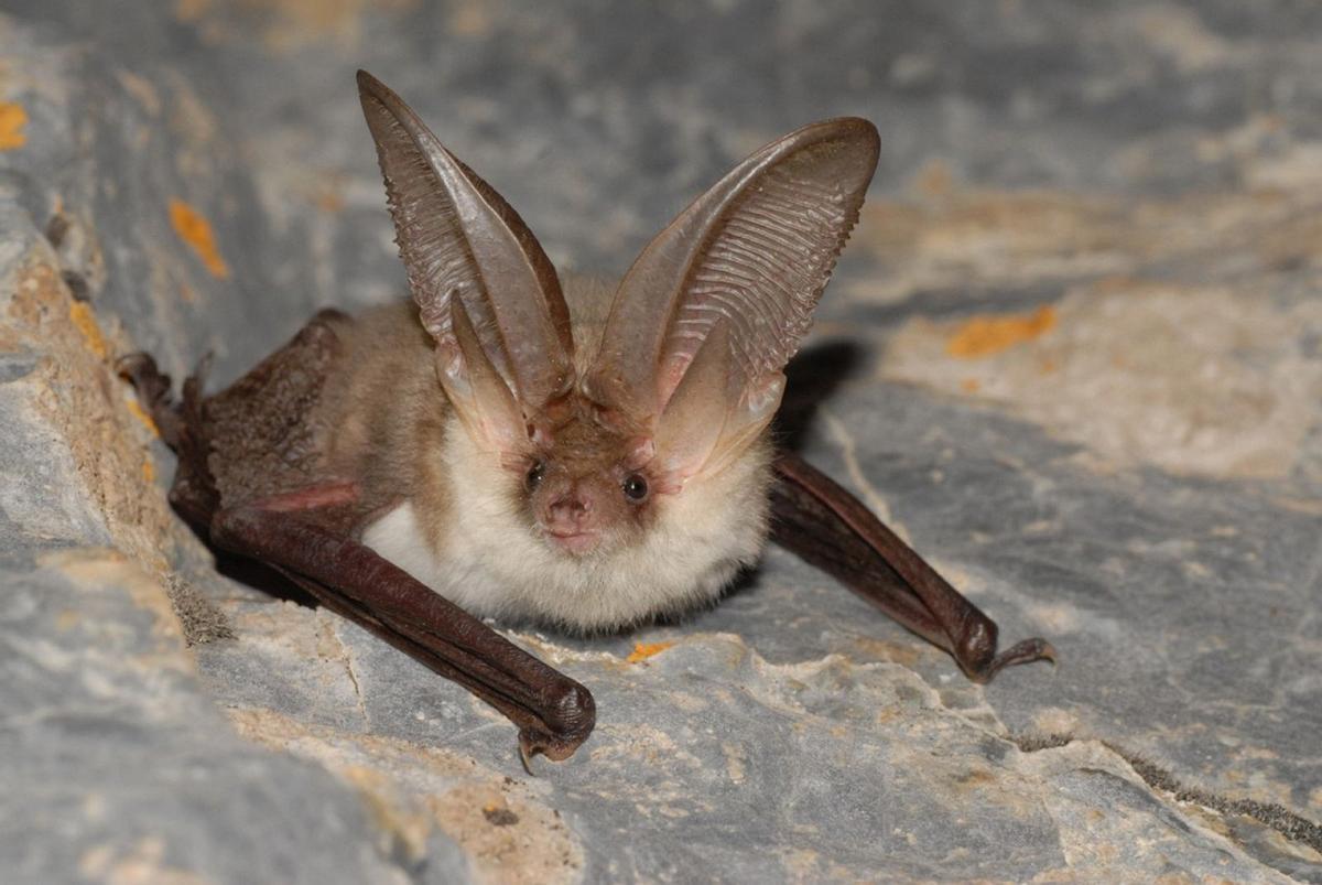 En cuanto a la reproducción, el celo suele ocurrir a finales del verano, concretamente en septiembre.