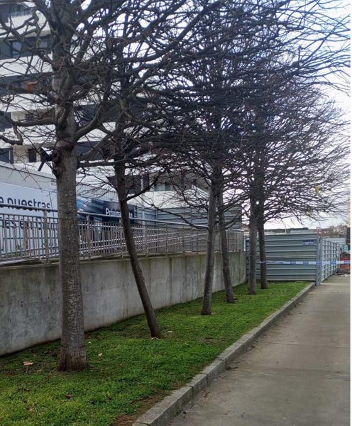 Ejemplares afectados por la tala.