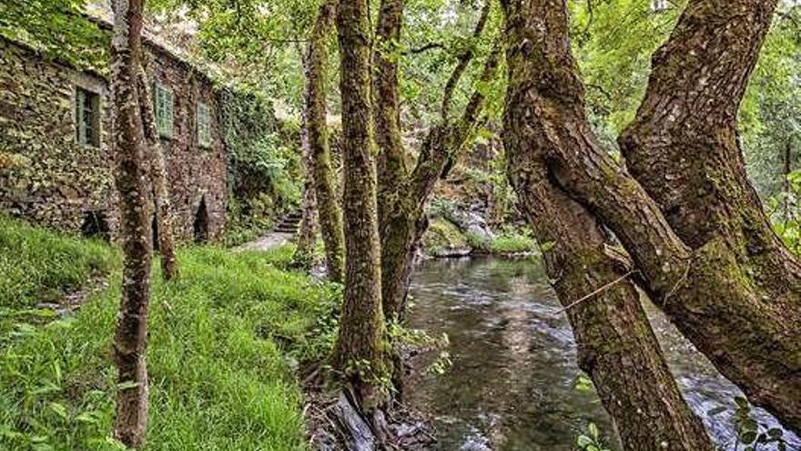 La Fraga da Marronda: el bosc encantat