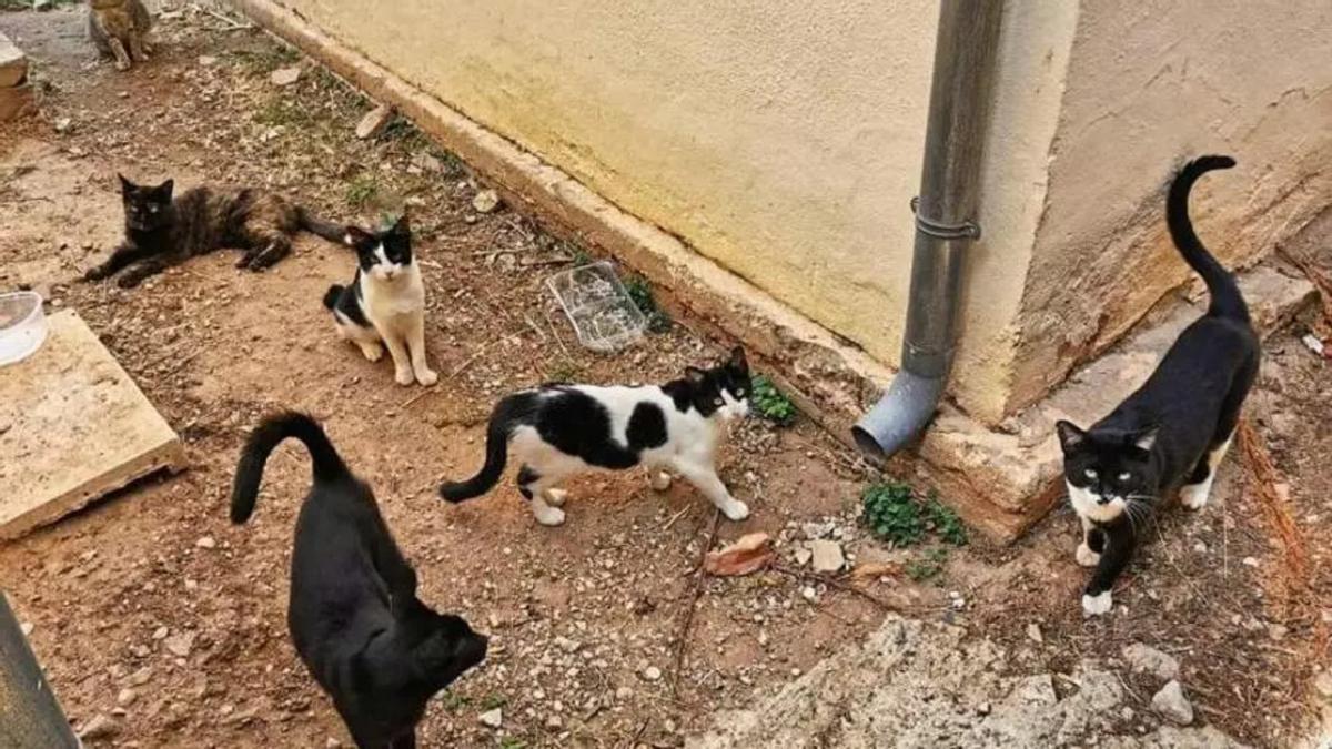 Imagen de archivo de una colonia felina.