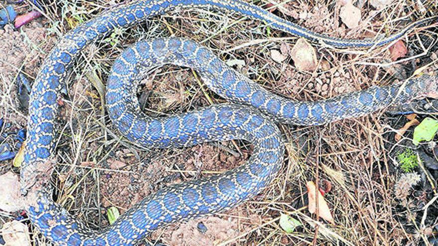 Una serp de ferradura.