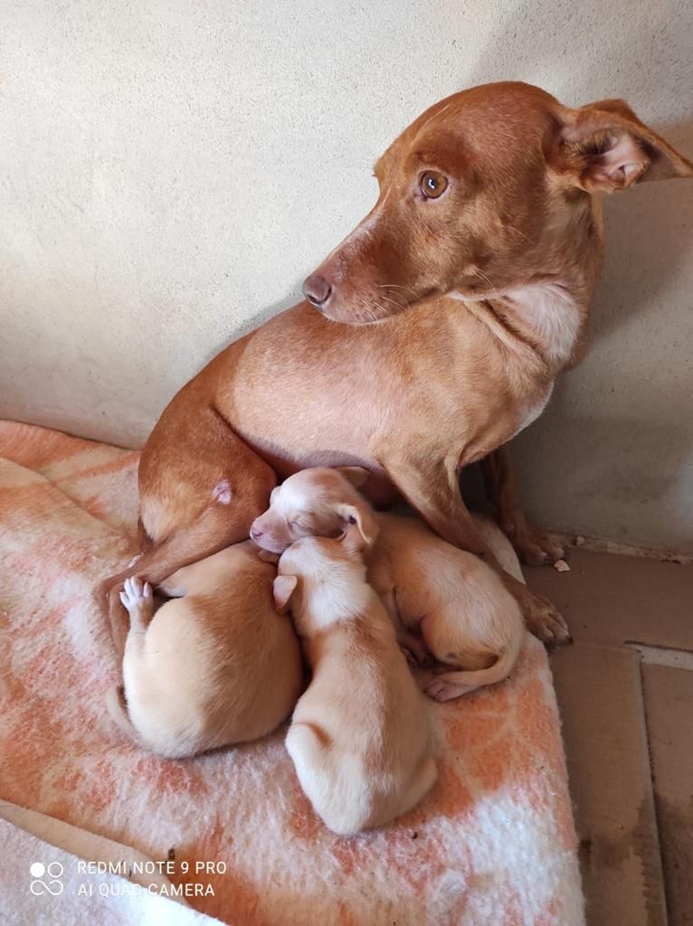 Todos los perros hacinados en el criadero ilegal de Xàtiva están en casas temporales de acogida