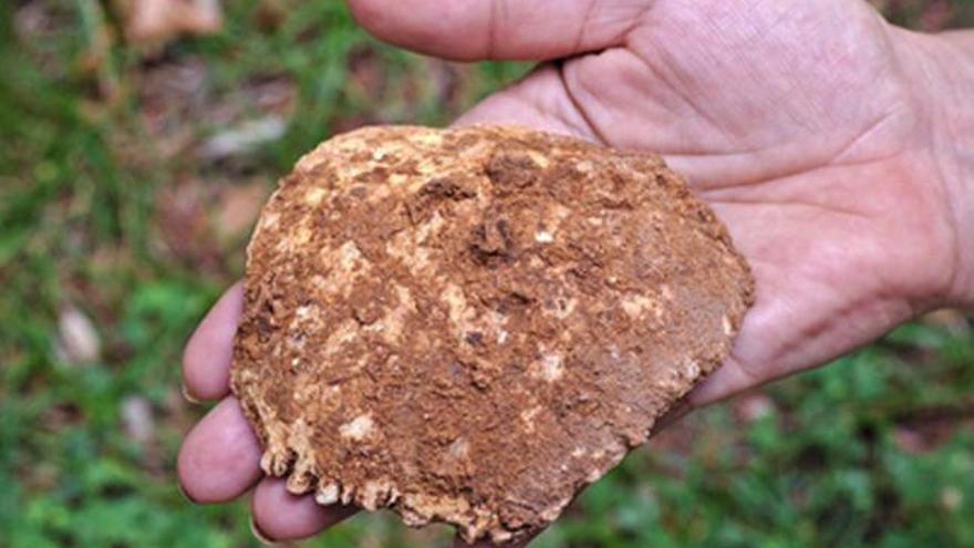 Hallan un parietal humano de 400.000 años en Atapuerca