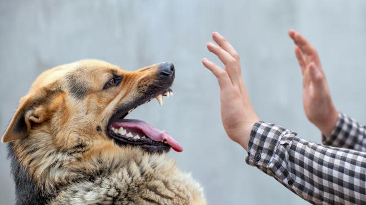 ¿Qué hacer si nos ataca un perro?