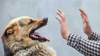 Cómo actuar si te ataca un perro