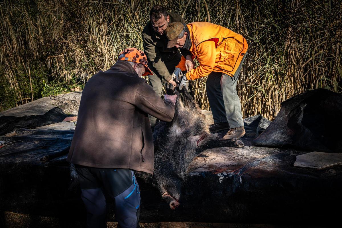 Els caçadors traslladen un dels exemplars de porc senglar abatuts