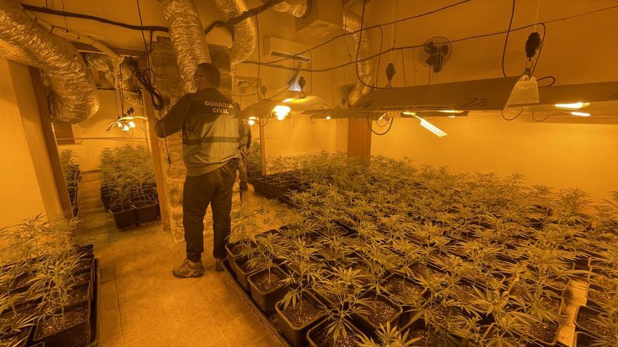 Una plantació d&#039;unes 1.000 plantes de marihuana en una casa de Sant Aniol de Finestres