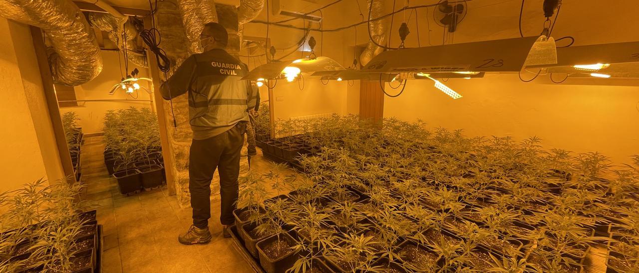 Una plantació d&#039;unes 1.000 plantes de marihuana en una casa de Sant Aniol de Finestres