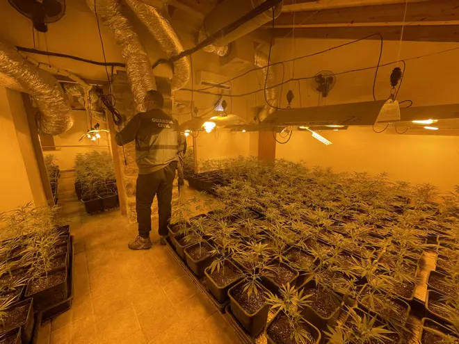 Una plantació d'unes 1.000 plantes de marihuana en una casa de Sant Aniol de Finestres