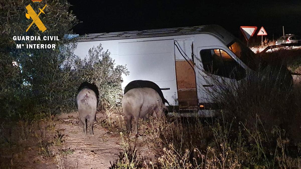 Dos de los cerdos que robó el vecino de Puebla de Sancho Pérez, junto a la furgoneta accidentada.