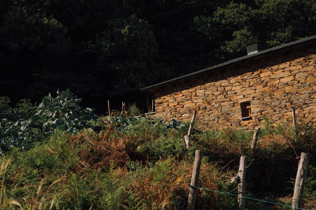 Vista del huerto de Sergio Cela, donde plantas patatas, acelgas y berzas, entre otras cosas. 