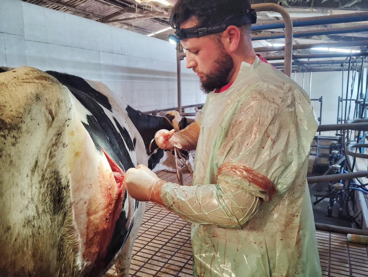 Juan Ramón Ríos en plena cirugía a una vaca.