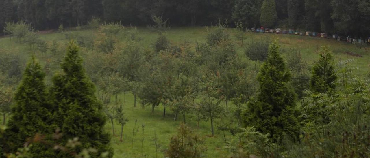 Parte de la plantación de la Braña&#039;l Río, propiedad del Grupo Trabanco, en Langreo.