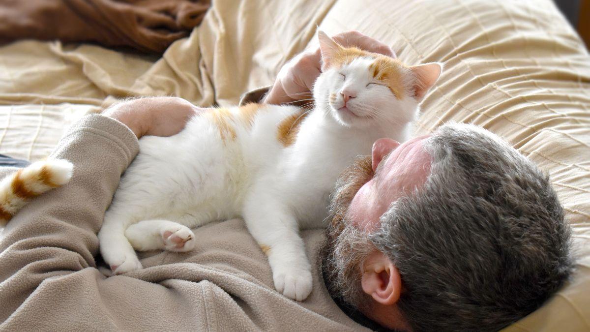 Un gato con su dueño