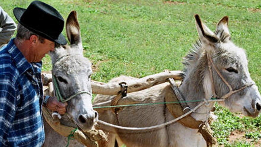 Arando con burros majoreros en Llanos de la Concepción. | FOTO: YURI MILLARES