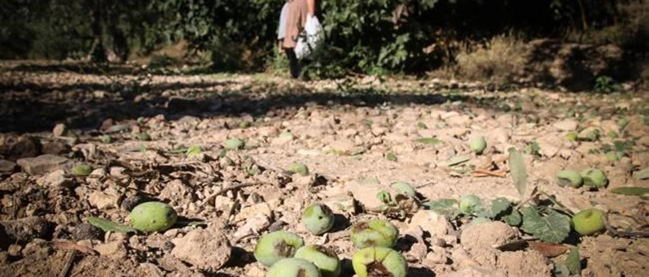 La tromba de granizo ha tirado las aceitunas por los suelos en los campos más próximos al casco urbano.