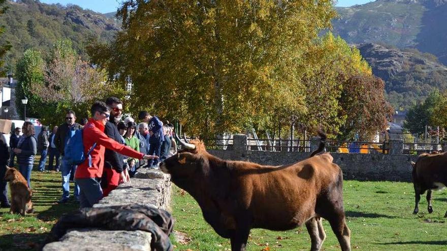 Algunos ejemplares de ganado expuestos en la feria de Porto del año pasado.