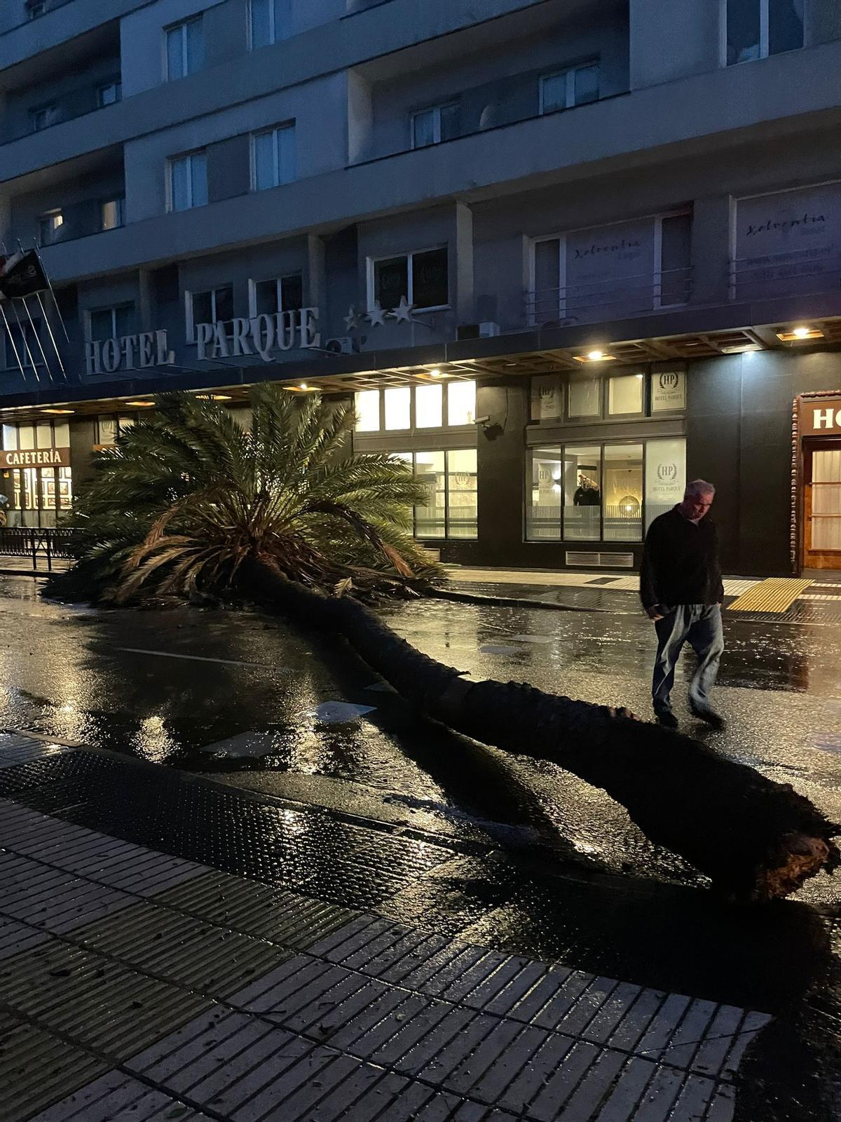 Palmera caída en San Telmo