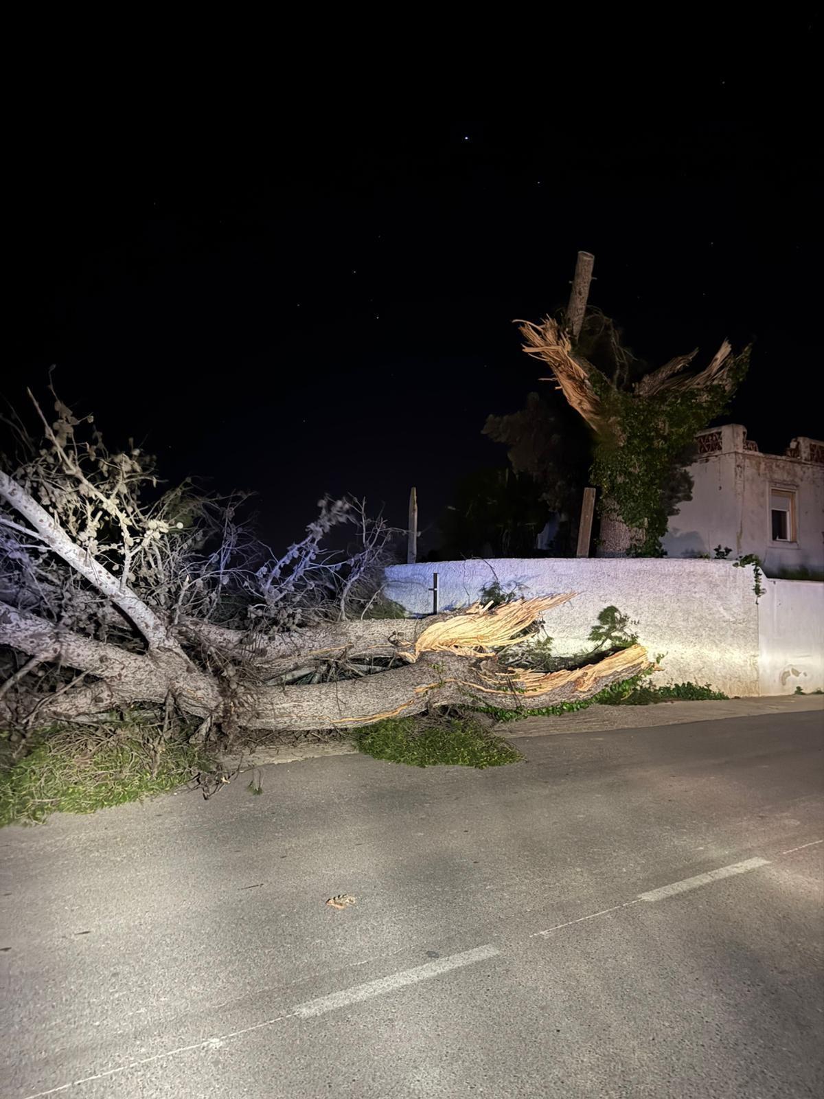 Caída de un árbol en Sollana.