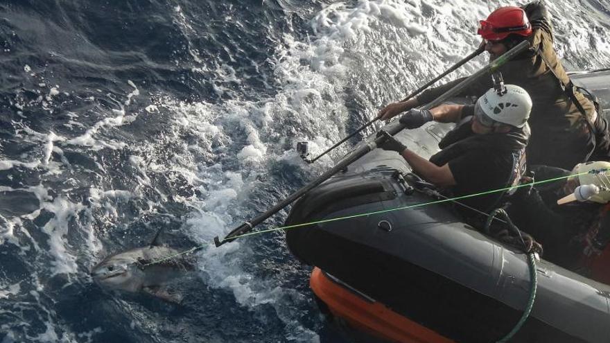 Greenpeace la vuelve a tomar con la pesca gallega y roba las artes de dos palangreros