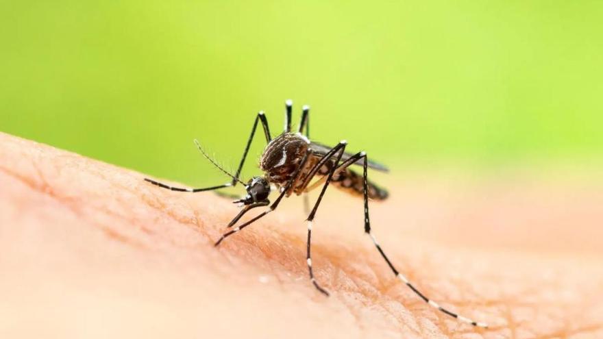 El mosquito llega al único país del mundo que aún no había colonizado