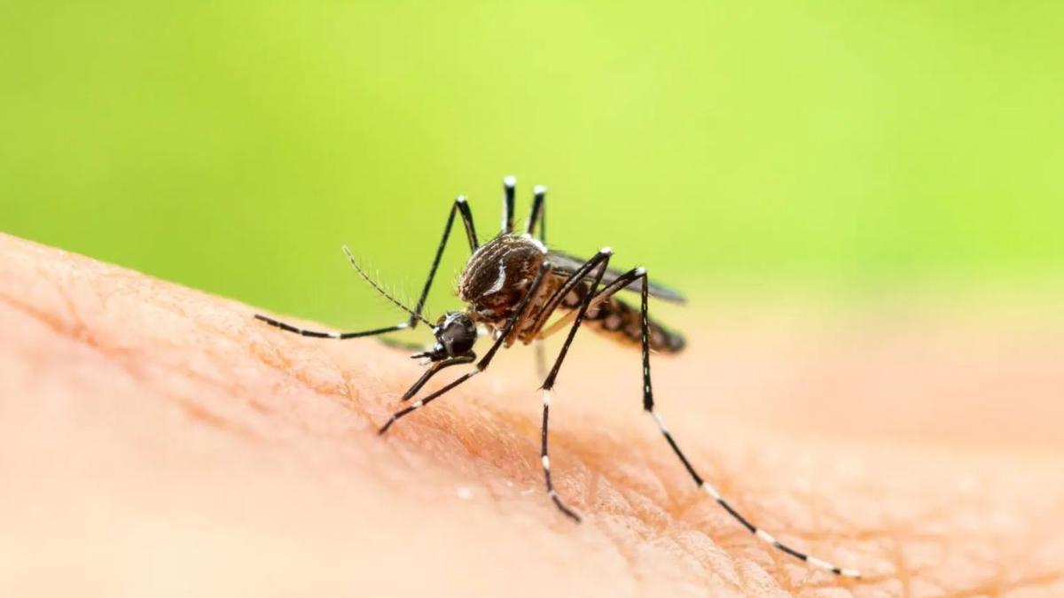 El calentamiento global favorece la propagación de los mosquitos