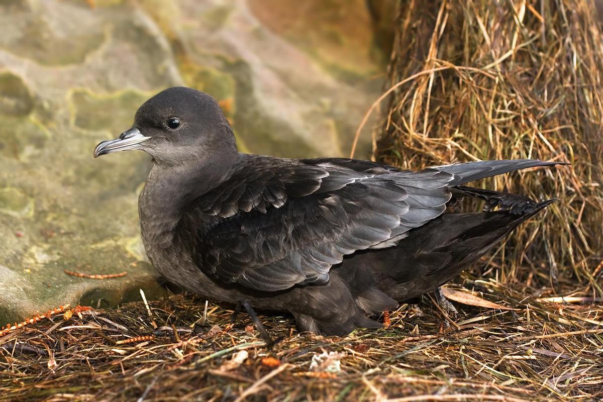 El calentamiento de los océanos causa una gran mortalidad de aves