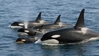 Piden un santuario marino en el Estrecho para proteger a las orcas de la zona