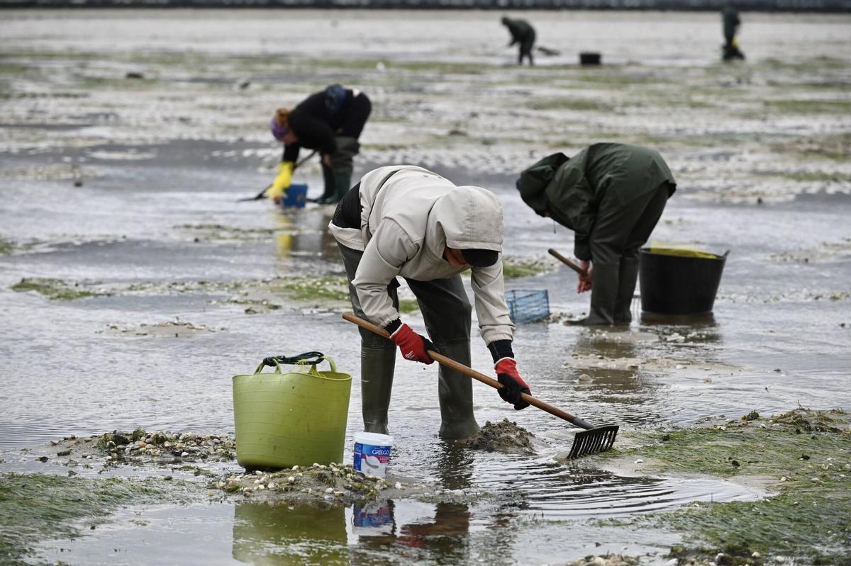 Vuelta al marisqueo en la ría de Pontevedra este mes de marzo, tras un parón de mes y medio para favorecer la recuperación de la almeja.