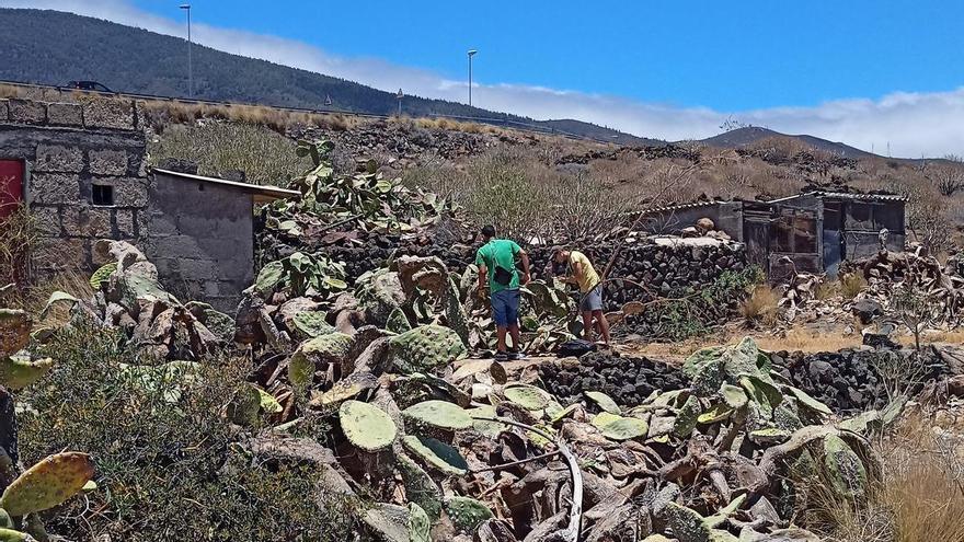 The Mexican cochineal colonizes the Islands without stopping it