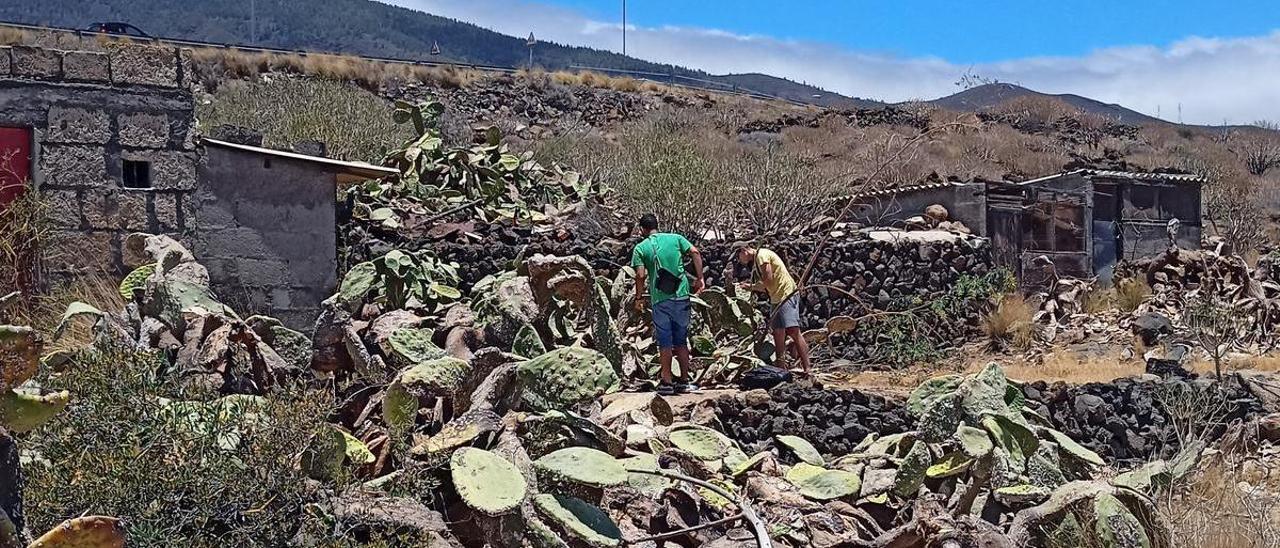 Agrupación de tuneras afectadas por la cochinilla mexicana.