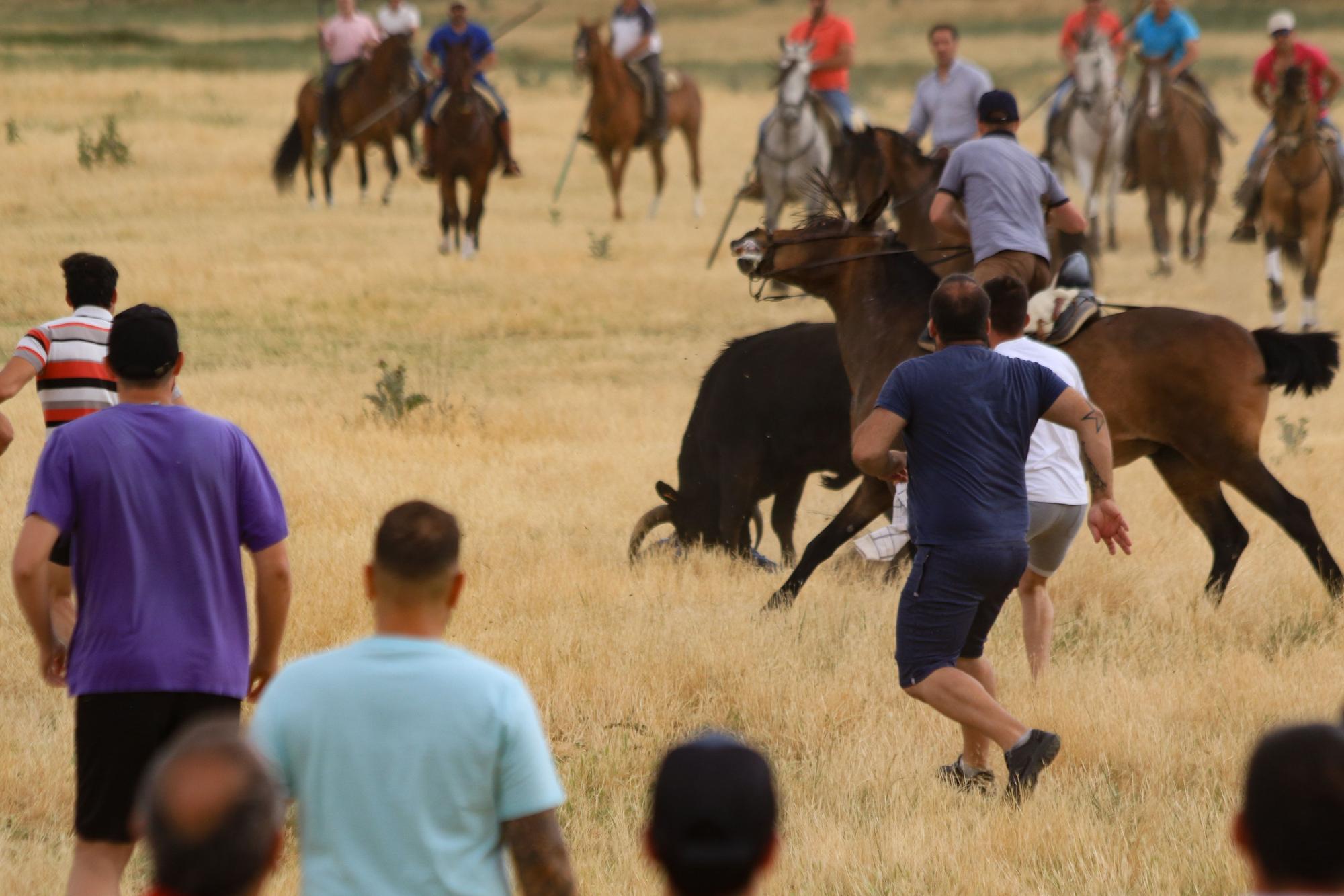 GALERÍA | Encierro mixto en Vadillo de la Guareña