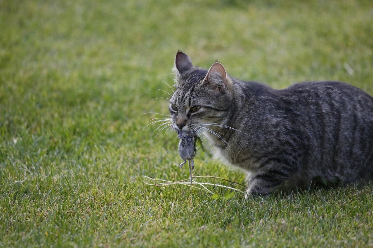 Un gato con una pieza recién cazada.