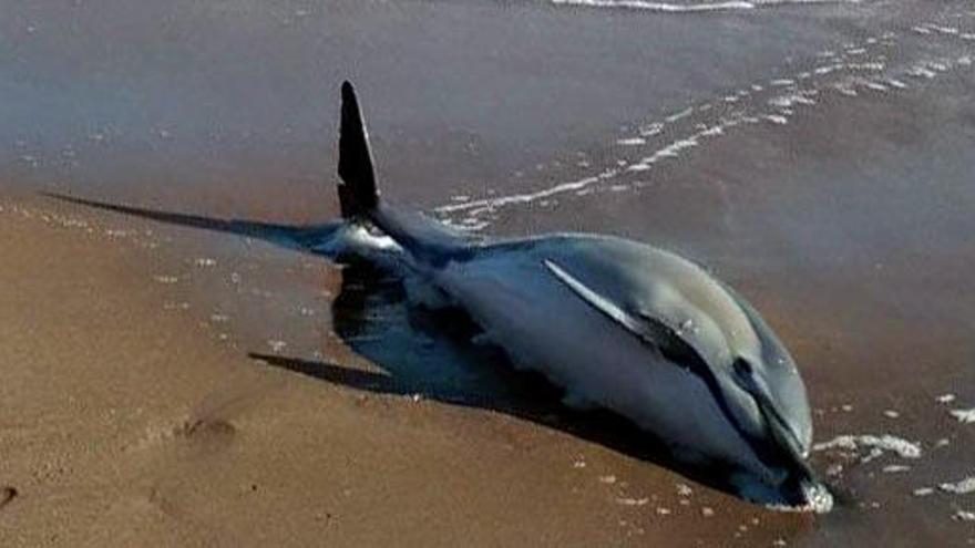 Un dofí encalla i mor a la platja de l&#039;Escala