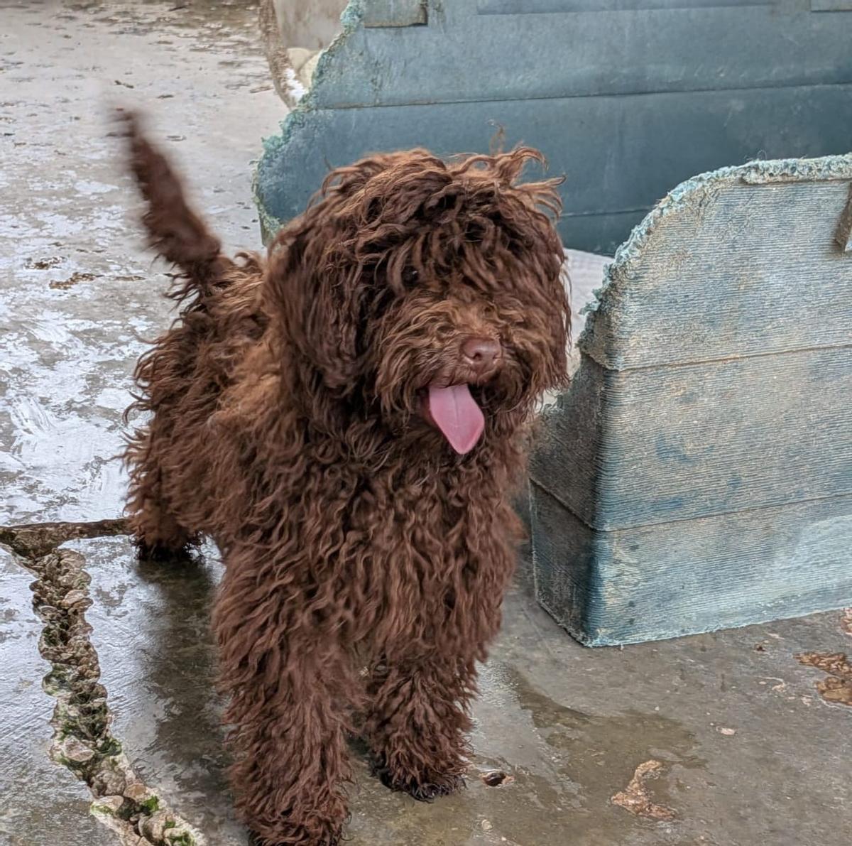 La evolución de los perros incautados en un criadero de Gijón, en imágenes La evolución de los perros incautados en un criadero de Gijón, en imágenes