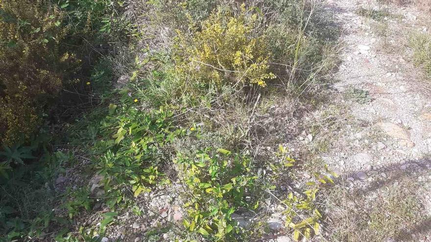 Eliminats més de mil quilos d’espècies invasores durant 2025