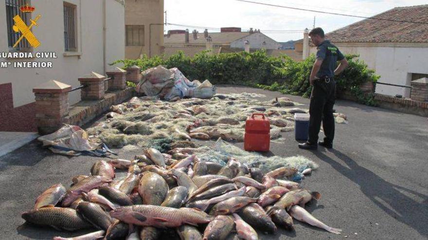 La Guardia Civil requisa 2.000 kilos de peces capturados ilegalmente