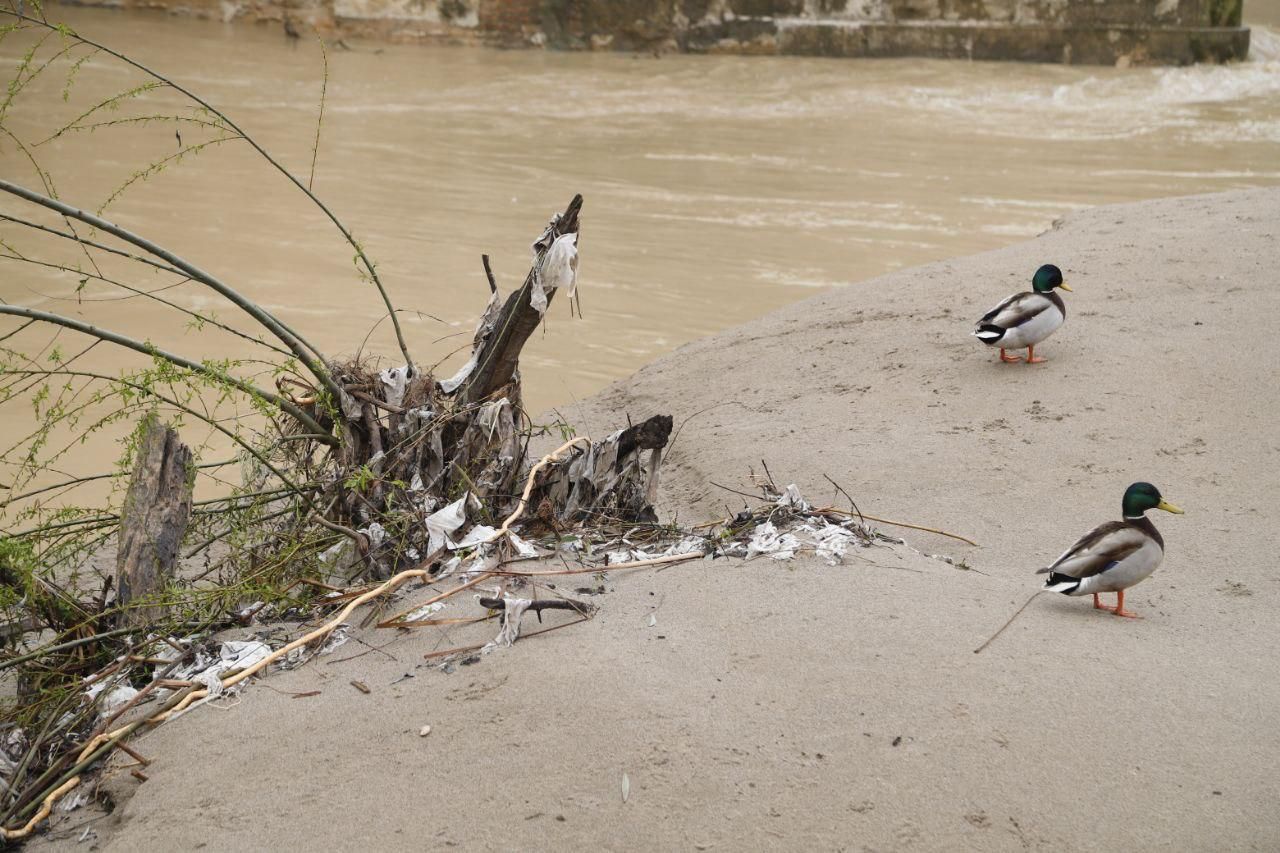 Sadeco culmina la limpieza de las zonas alcanzadas por el río