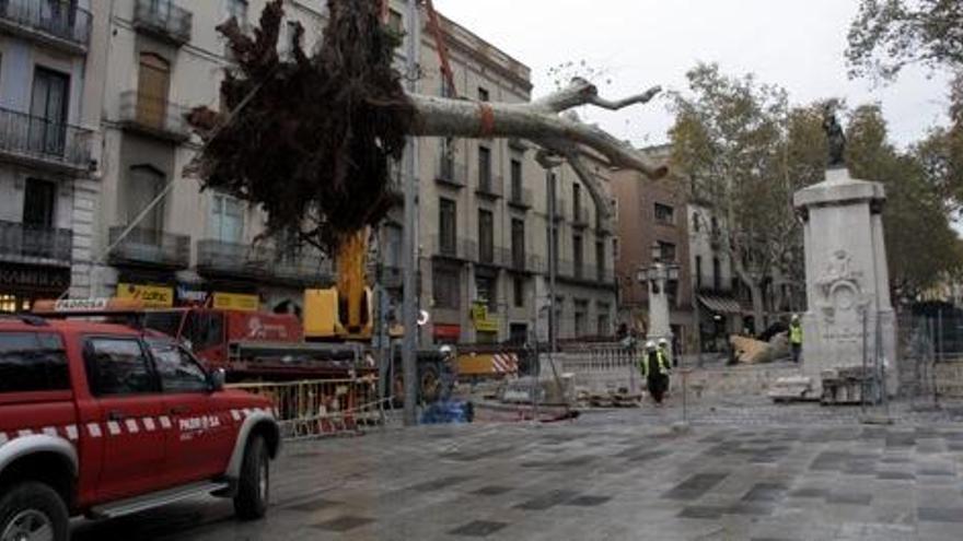 Retiren els plàtans centenaris afectats per l&#039;esvoranc a Figueres