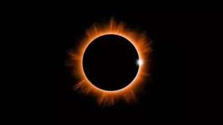 Qué les pasa a los animales durante un eclipse solar: los comportamientos más sorprendentes