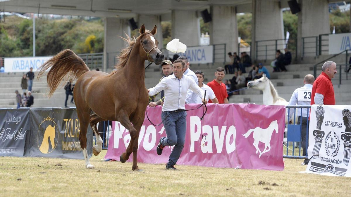 Un concurso en el ring hípico
